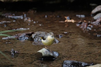 Grey Wagtail 愛鷹広域公園 Sat, 1/27/2024