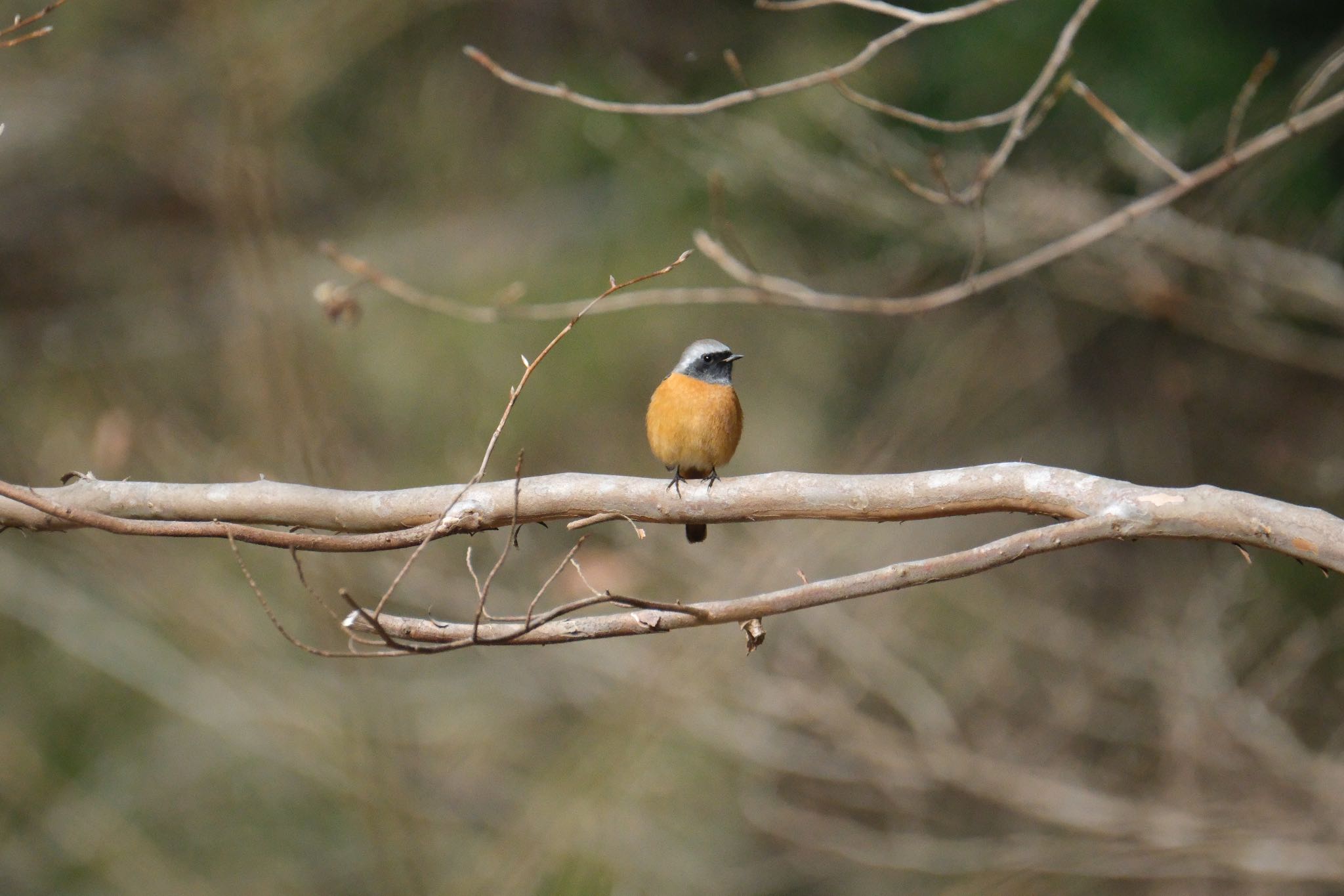 Photo of Daurian Redstart at 愛鷹広域公園 by ポン介