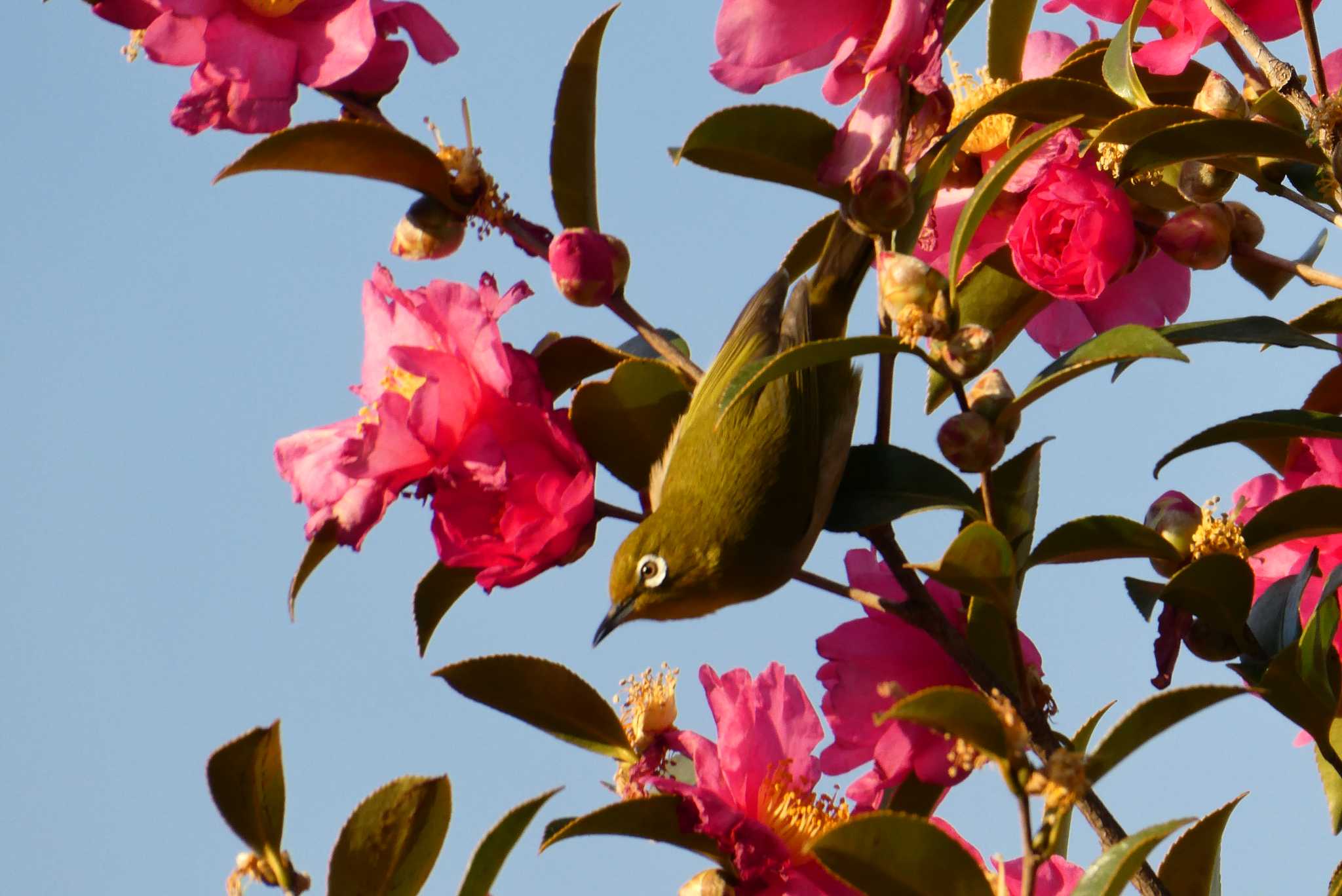 Photo of Warbling White-eye at 東京都北区 by Kirin-Kita