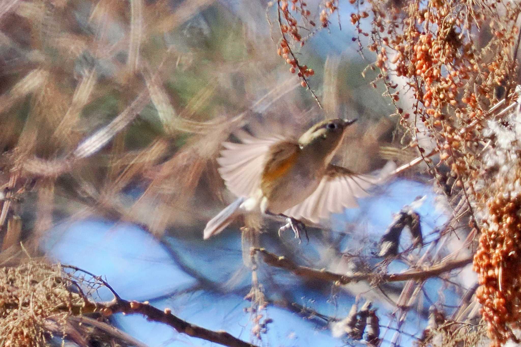 檜原都民の森 ルリビタキの写真 by 藤原奏冥