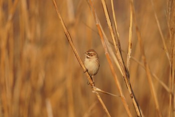 Pallas's Reed Bunting 多摩川二ヶ領宿河原堰 Sun, 1/28/2024