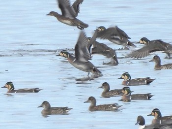 Baikal Teal North Inba Swamp Sun, 1/28/2024