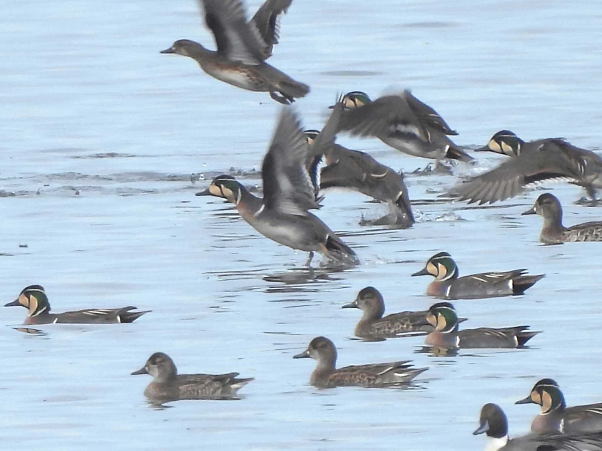 Photo of Baikal Teal at North Inba Swamp by mashiko