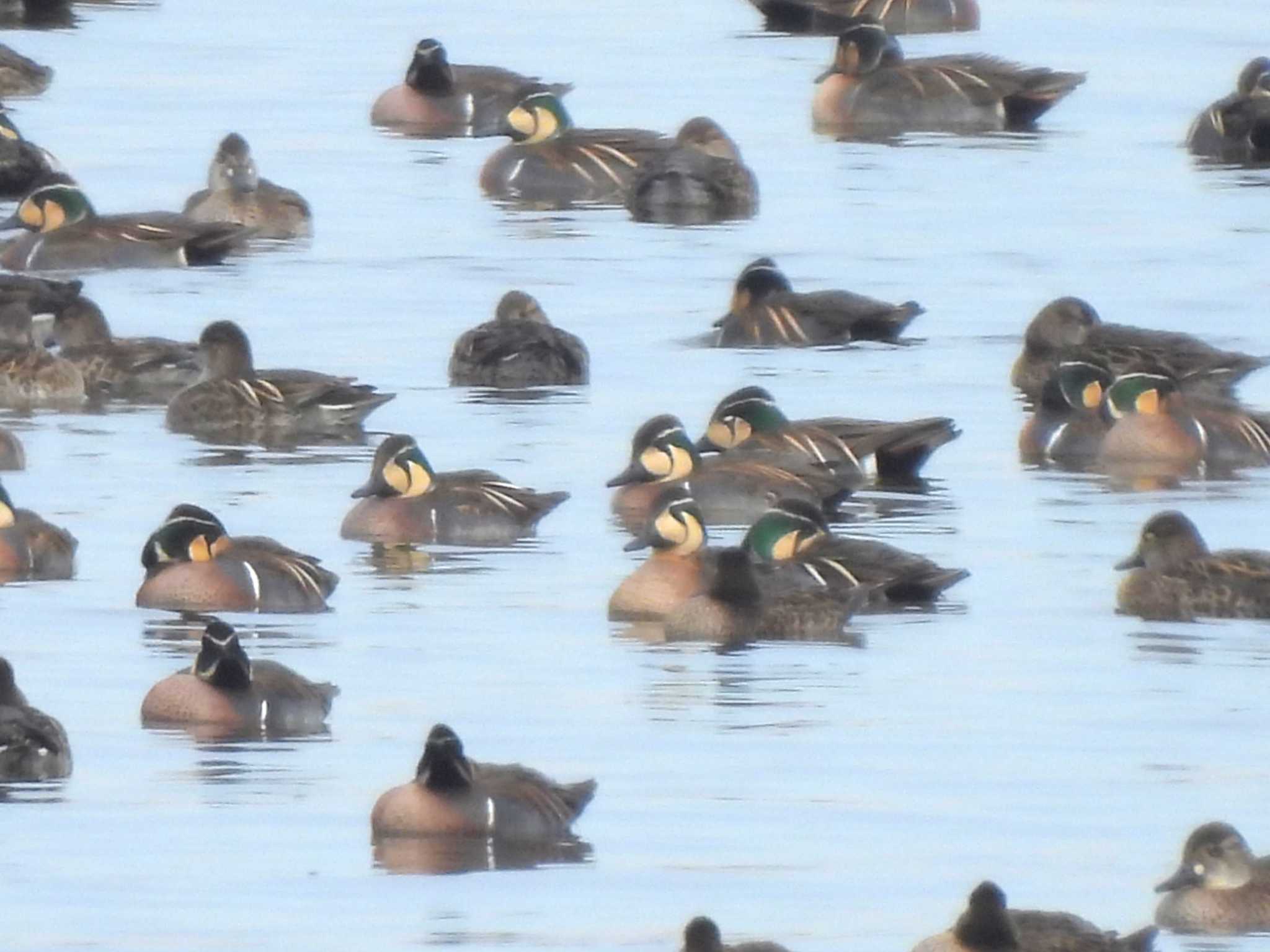 Photo of Baikal Teal at  by mashiko