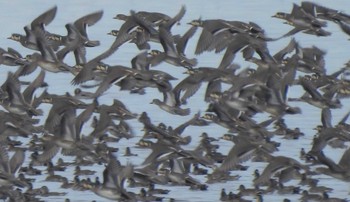 Baikal Teal North Inba Swamp Sun, 1/28/2024