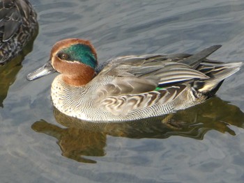 Sun, 11/11/2018 Birding report at 境川(境橋付近)