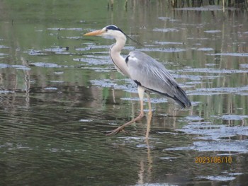 アオサギ 葛西臨海公園 2023年6月10日(土)