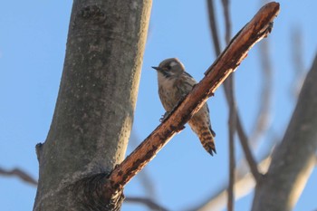 Japanese Pygmy Woodpecker Mitsuike Park Thu, 1/25/2024