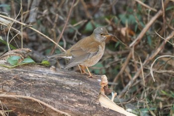 Pale Thrush Mitsuike Park Thu, 1/25/2024