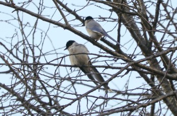 Azure-winged Magpie Mitsuike Park Thu, 1/25/2024