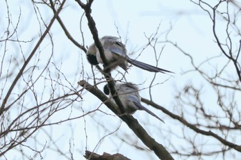 Azure-winged Magpie Mitsuike Park Thu, 1/25/2024