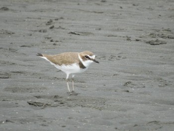 シロチドリ ふなばし三番瀬海浜公園 2024年1月28日(日)