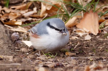 ゴジュウカラ 東京都立小金井公園 2024年1月28日(日)