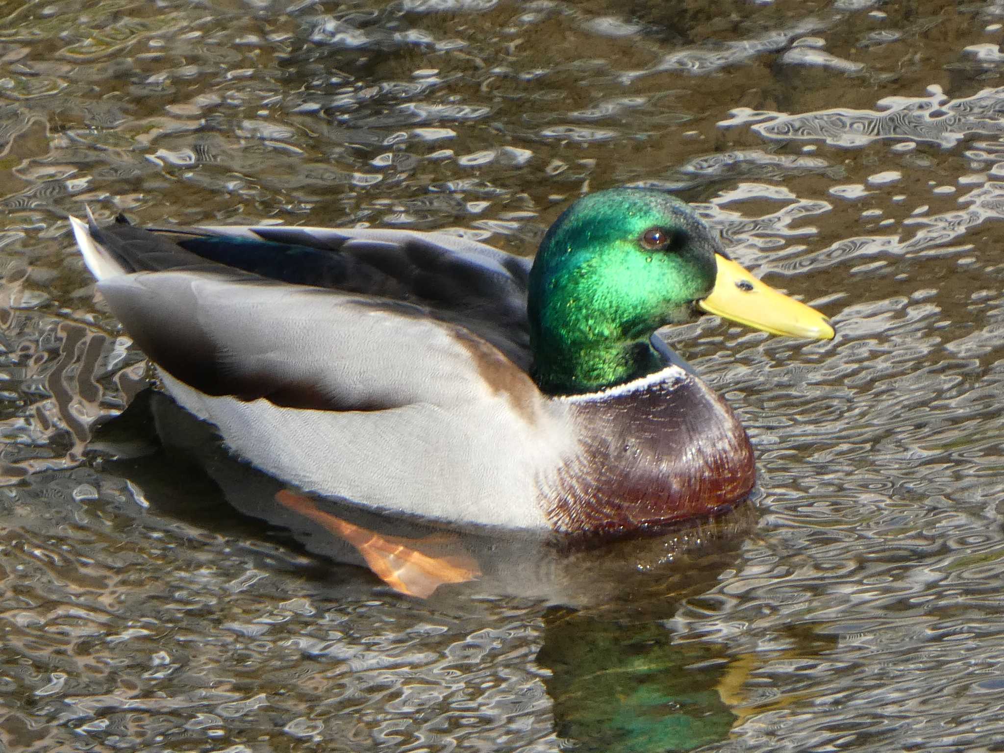 Mallard