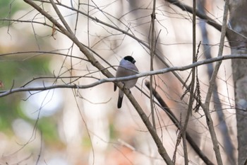 Eurasian Bullfinch 太白山自然観察の森 Sat, 1/27/2024