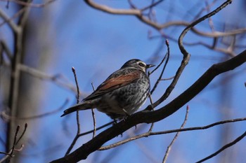 ツグミ 小宮公園(八王子) 2024年1月14日(日)