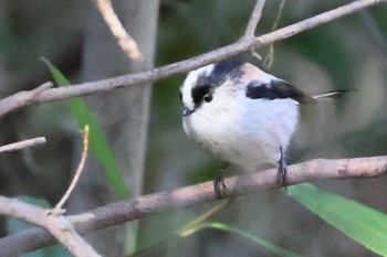 Long-tailed Tit 西宮市広田山公園 Sun, 1/28/2024