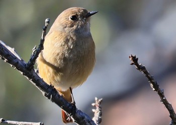 Daurian Redstart 西宮市広田山公園 Sun, 1/28/2024