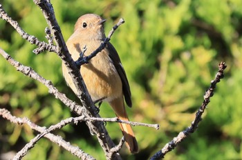 Daurian Redstart 西宮市広田山公園 Sun, 1/28/2024