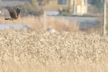 ハイイロチュウヒ 涸沼 2024年1月9日(火)