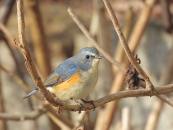 ルリビタキ 奈良県馬見丘陵公園 2024年1月28日(日)