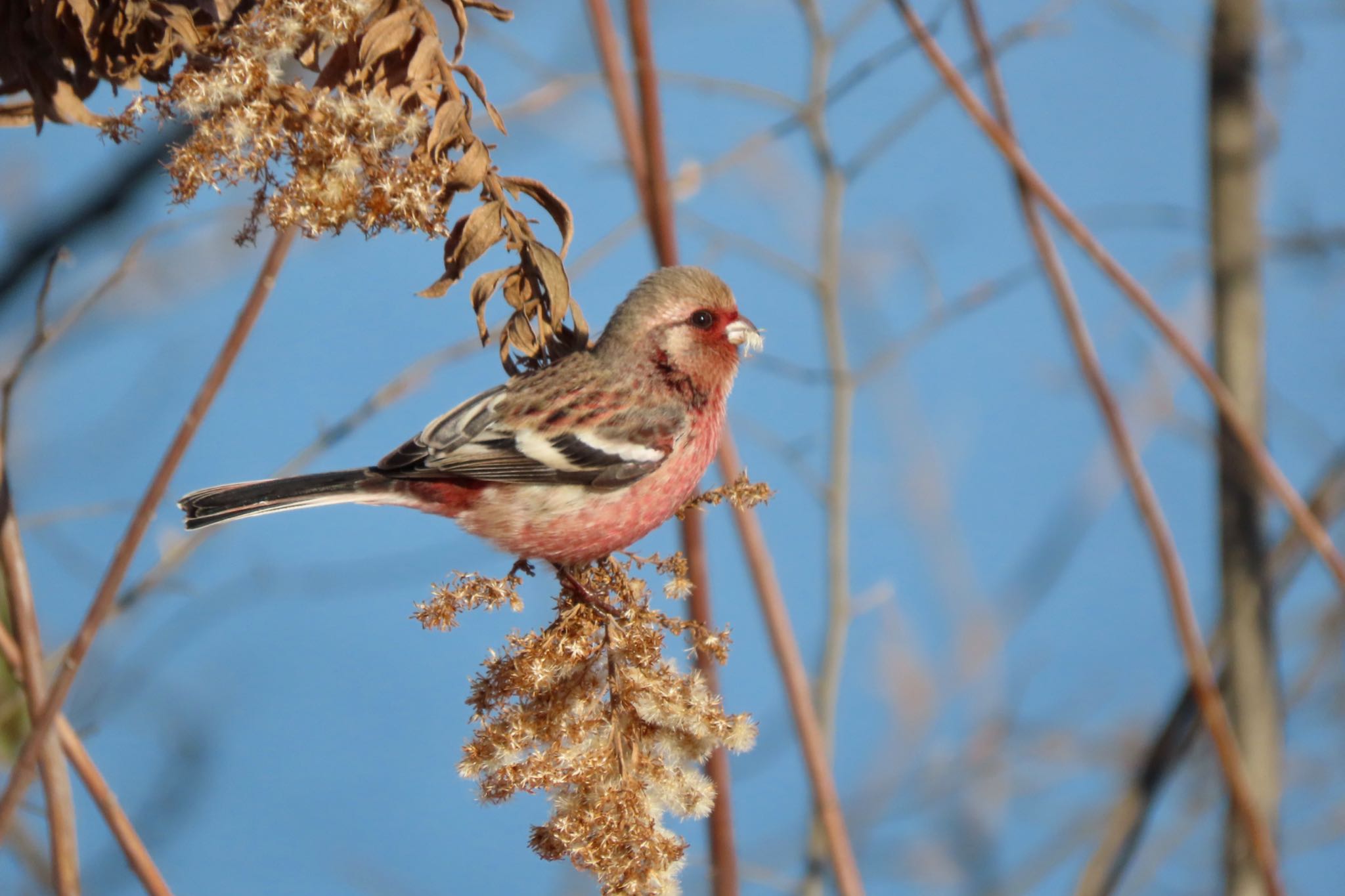 Siberian Long-tailed Rosefinch