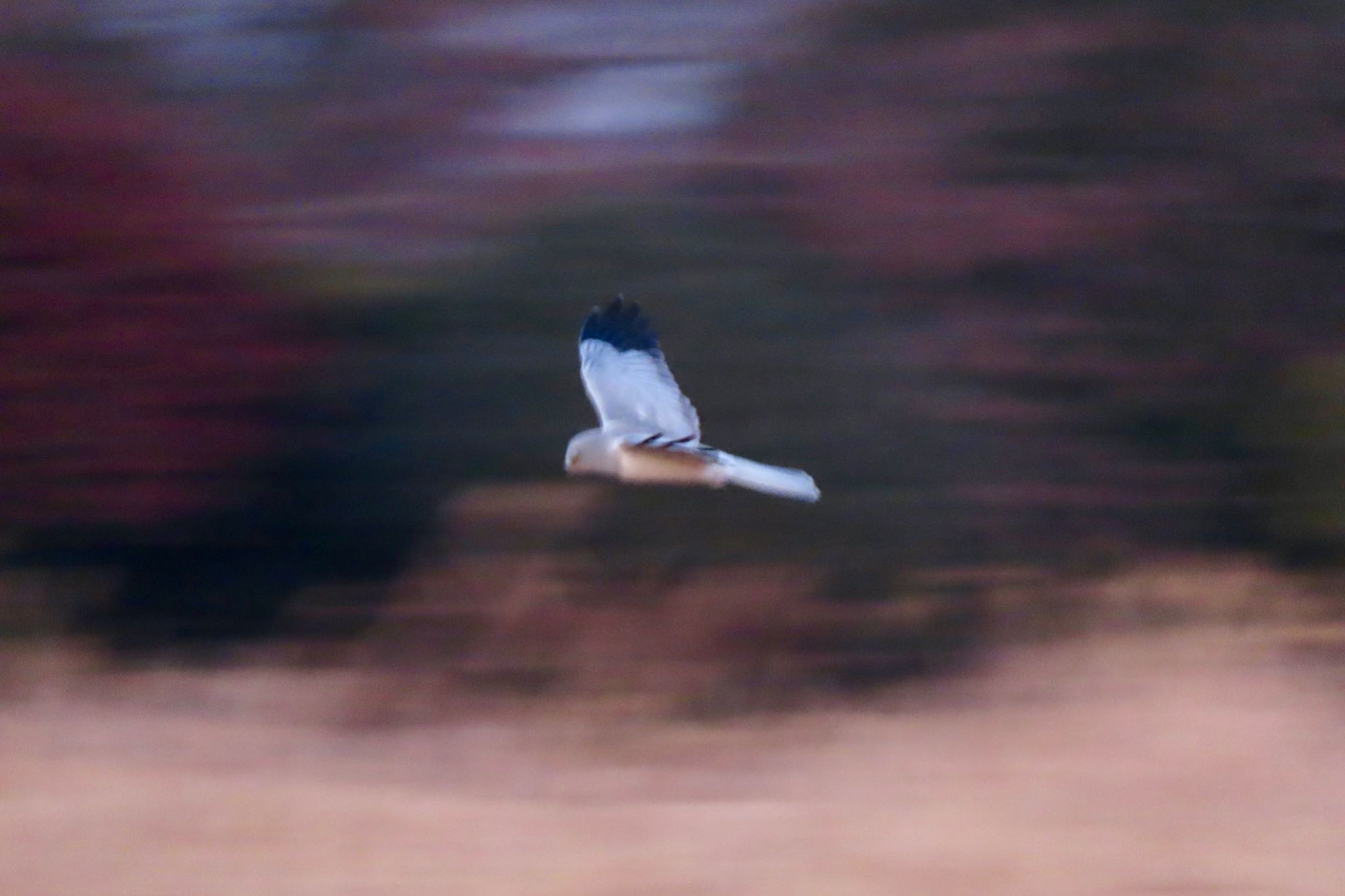 Photo of Hen Harrier at Watarase Yusuichi (Wetland) by 中学生探鳥家