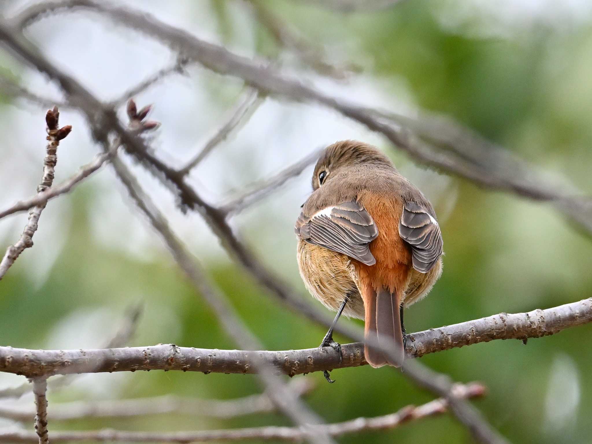 Daurian Redstart