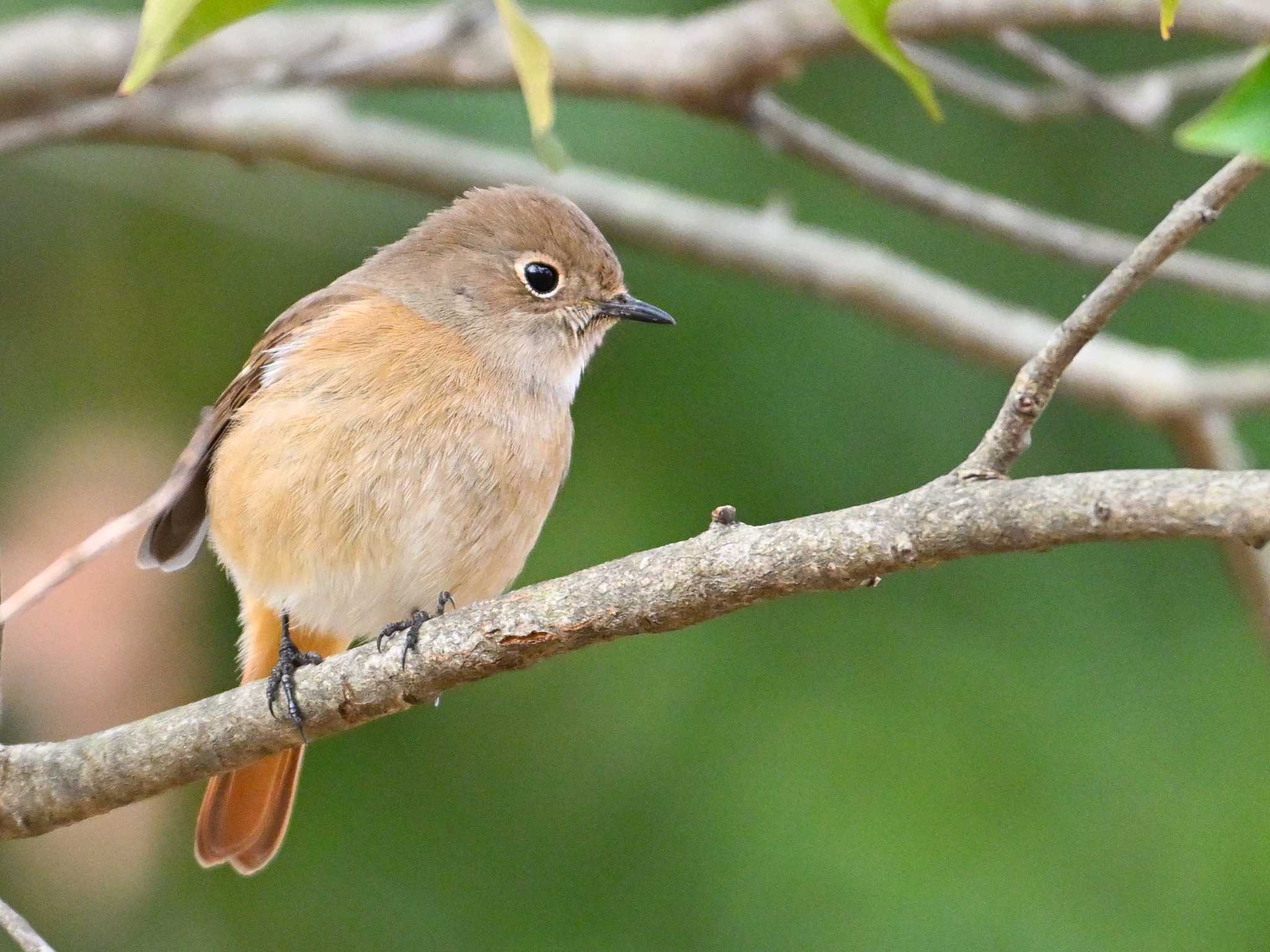 Daurian Redstart