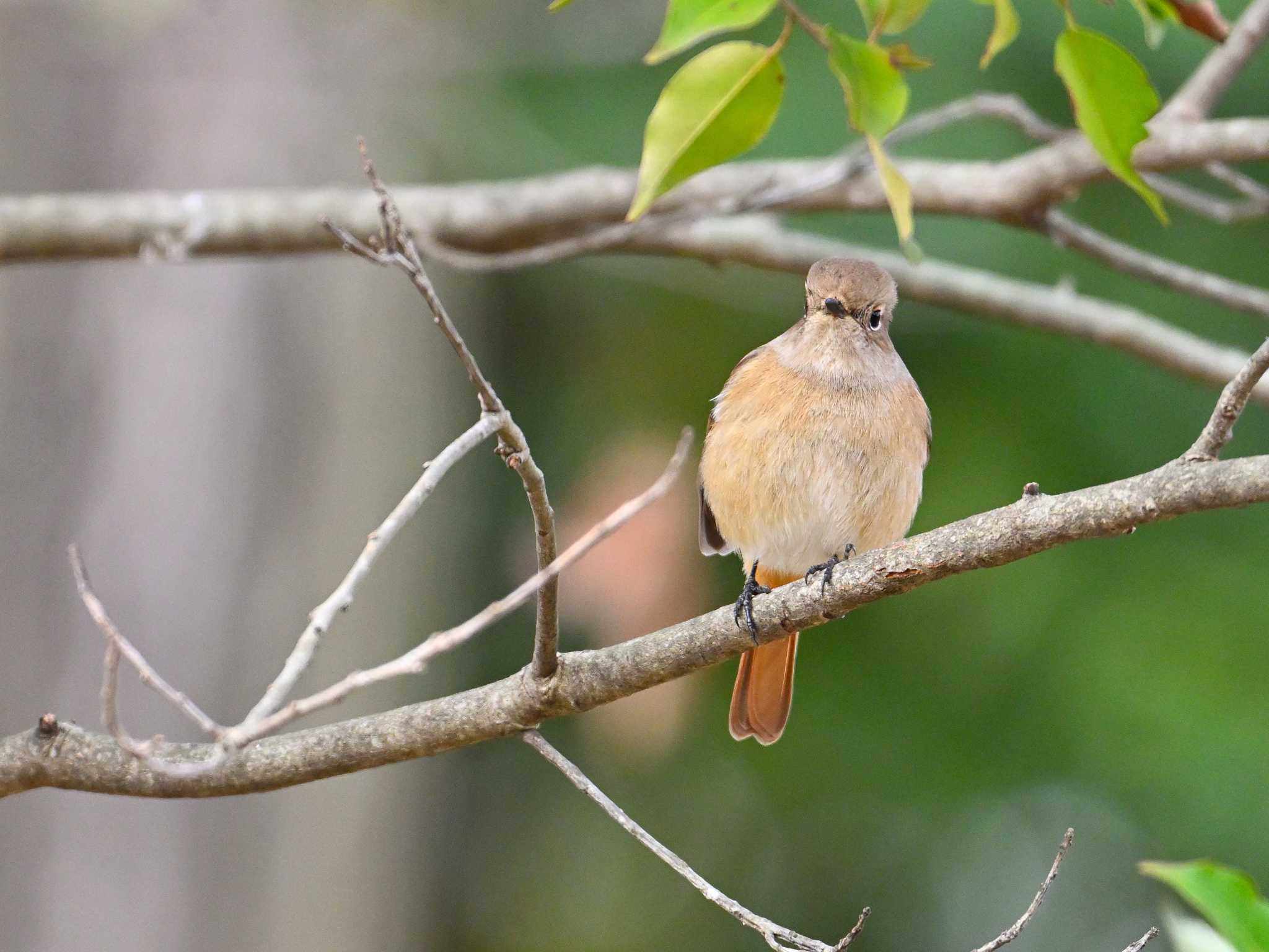 Daurian Redstart