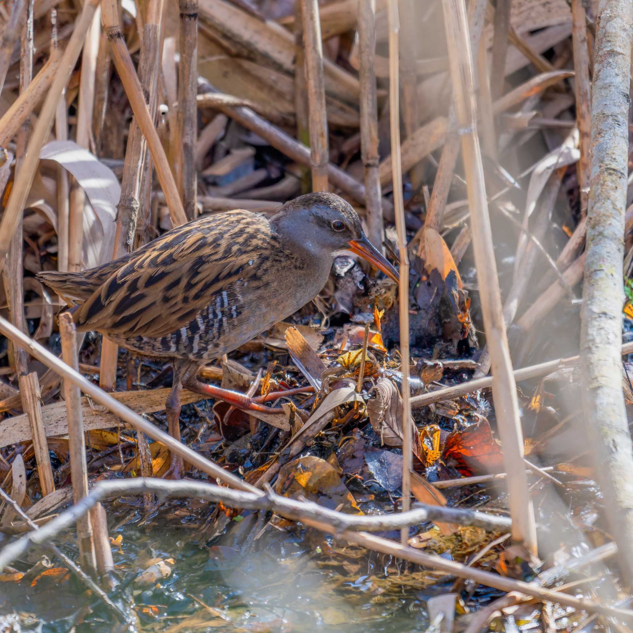 Photo of Brown-cheeked Rail at Izunuma by LeoLeoNya