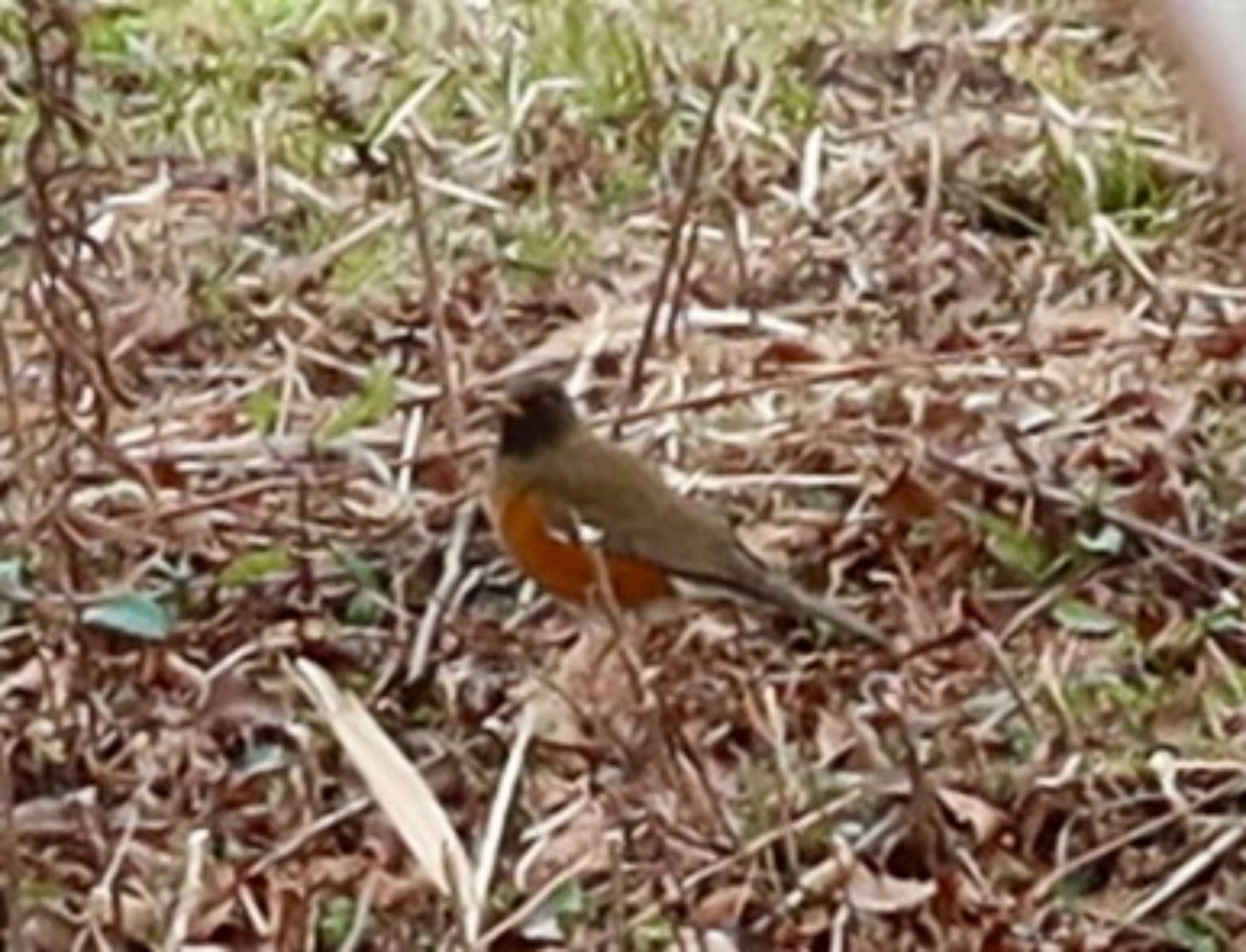 Photo of Brown-headed Thrush(orii) at ふれあい松戸川 by ひこうき雲