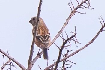 Siberian Long-tailed Rosefinch Unknown Spots Sun, 1/28/2024