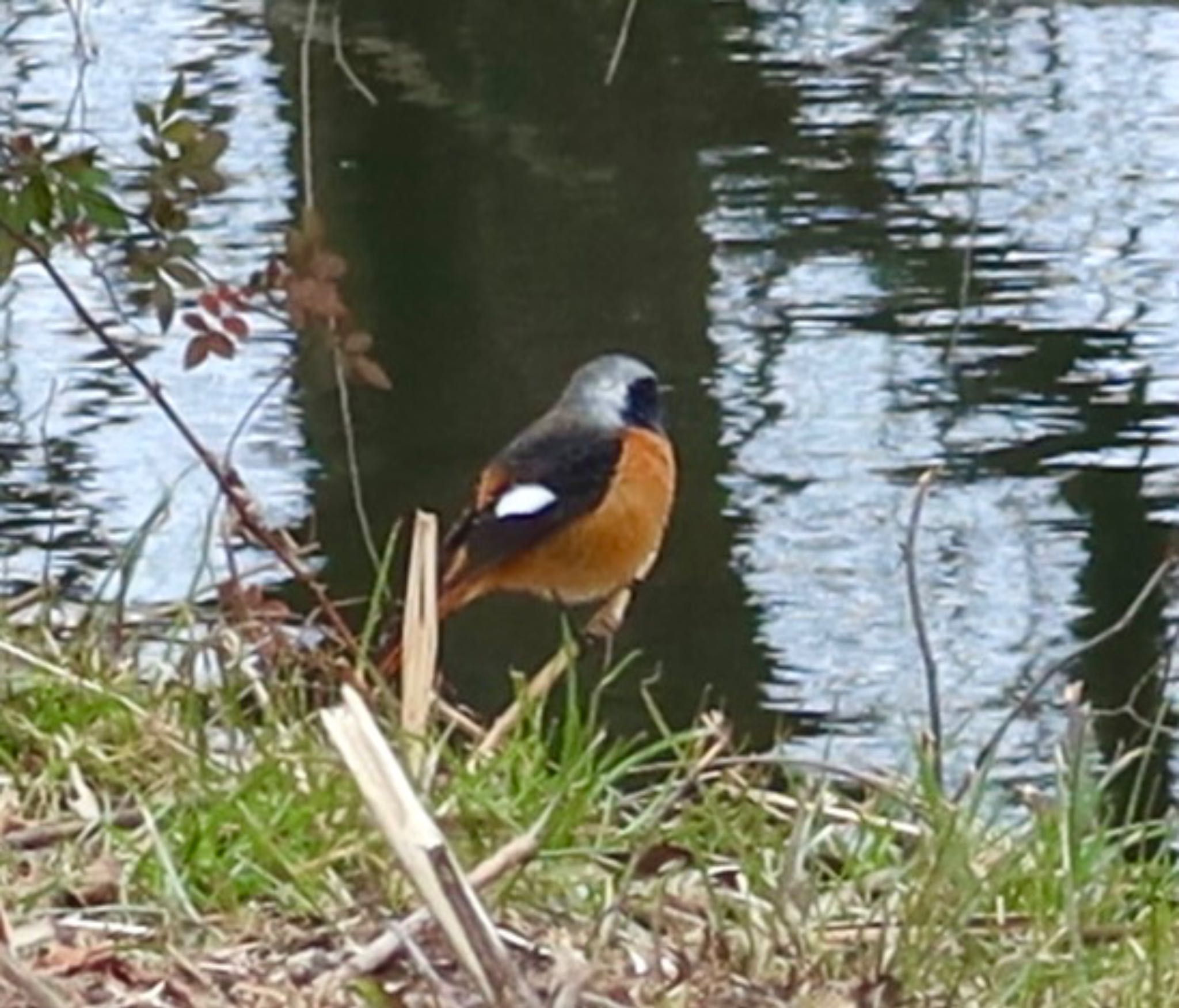 Photo of Daurian Redstart at ふれあい松戸川 by ひこうき雲