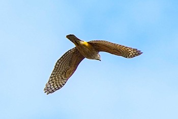 Eurasian Goshawk Unknown Spots Sun, 1/28/2024