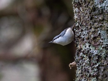 Eurasian Nuthatch 大台ヶ原 Wed, 11/7/2018