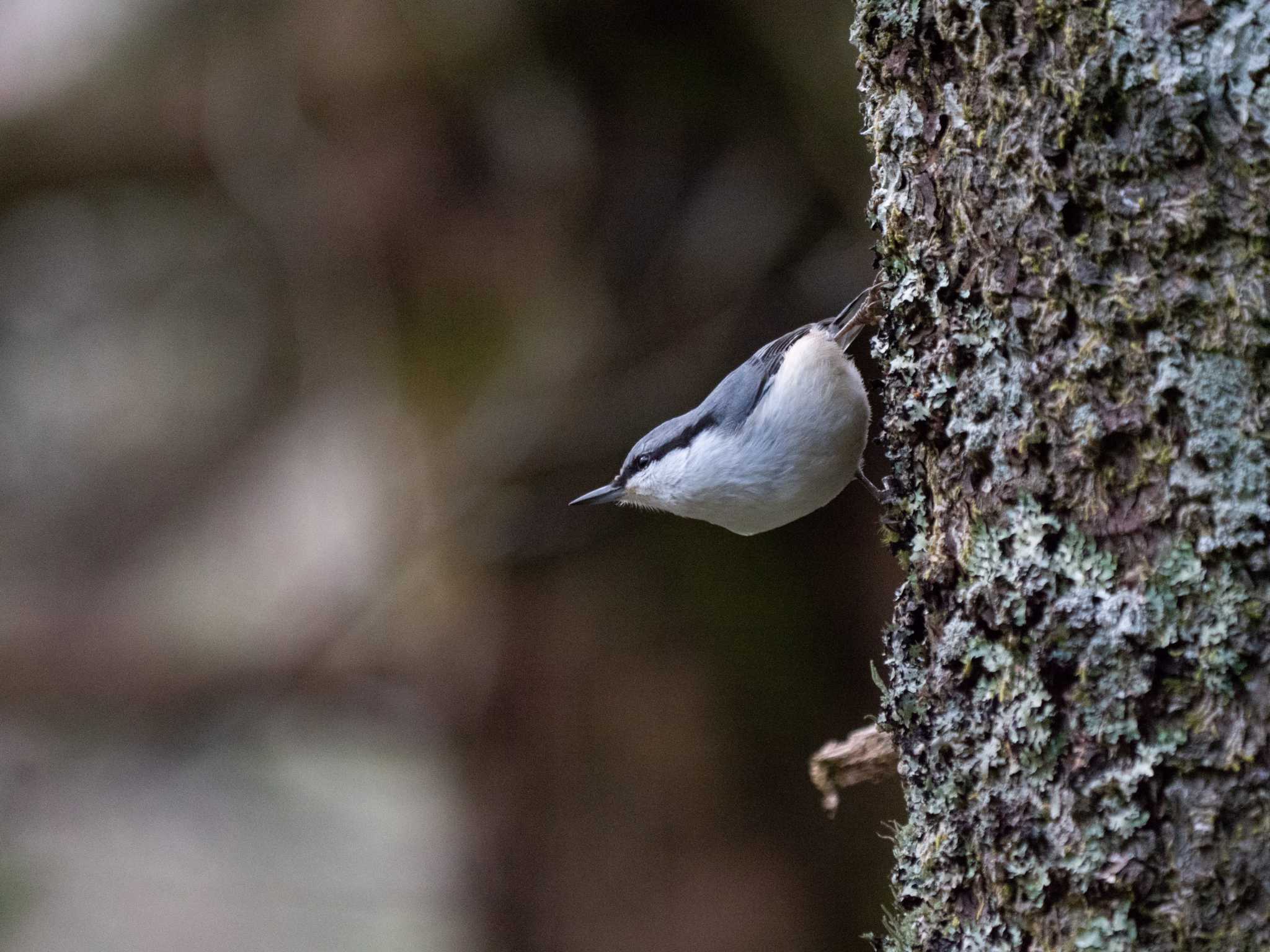 大台ヶ原 ゴジュウカラの写真 by  Lapolapola Birds