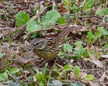 Sun, 1/28/2024 Birding report at ふれあい松戸川