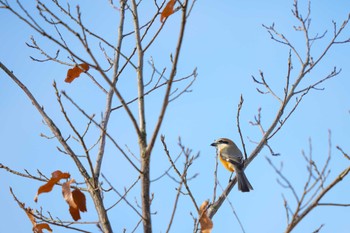 Bull-headed Shrike Unknown Spots Sun, 1/28/2024