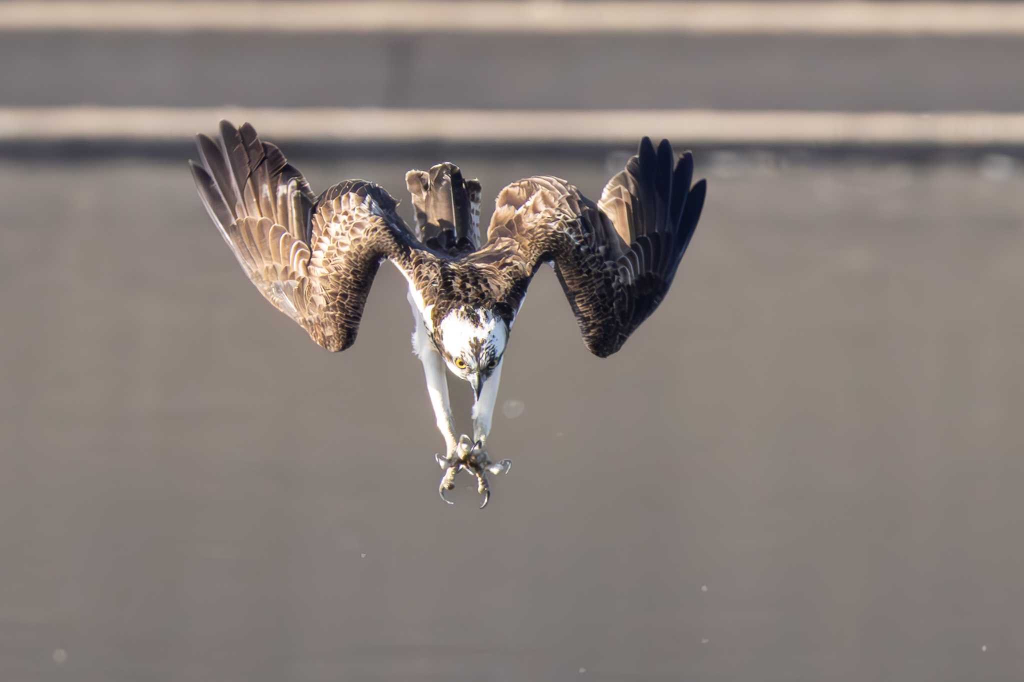 Photo of Osprey at 愛知県 by らいず