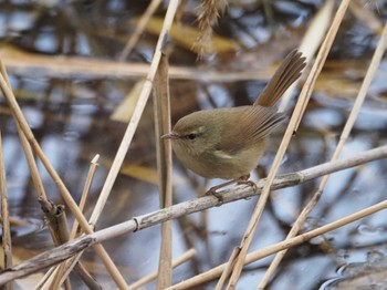 ウグイス 葛西臨海公園 2024年1月28日(日)