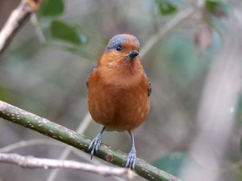 Varied Tit 水元 Sun, 1/28/2024