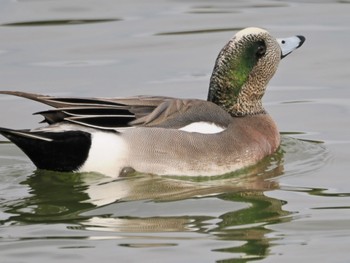 2024年1月28日(日) 都立浮間公園の野鳥観察記録