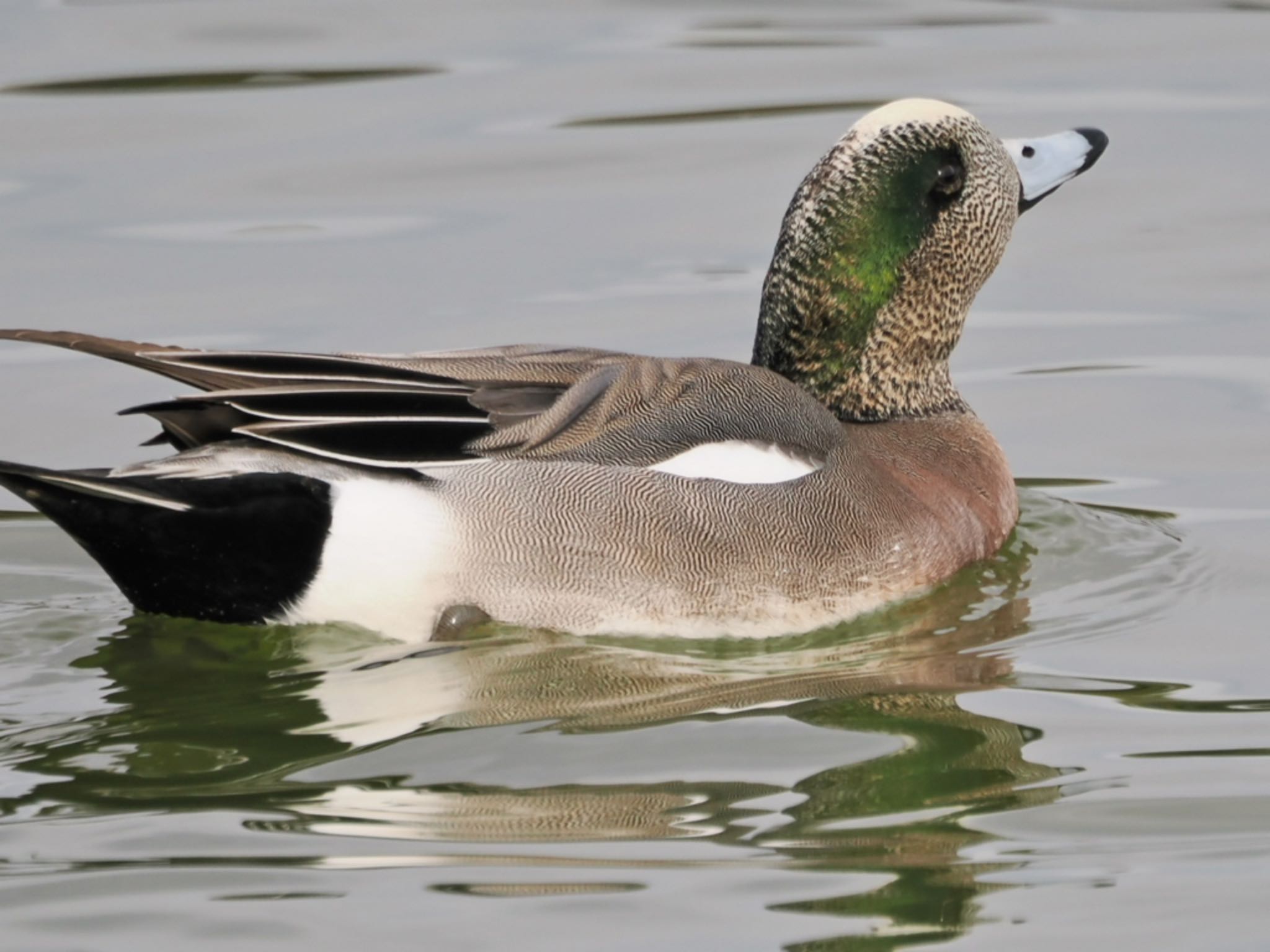 Photo of American Wigeon at Ukima Park by Q-chan