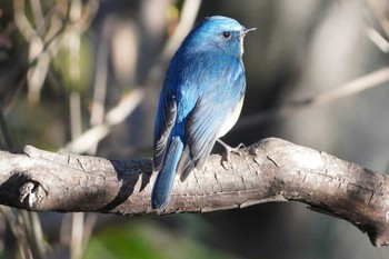 ルリビタキ 片倉城跡公園 2024年1月13日(土)