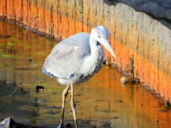 アオサギ 袖ヶ浦公園 2024年1月27日(土)