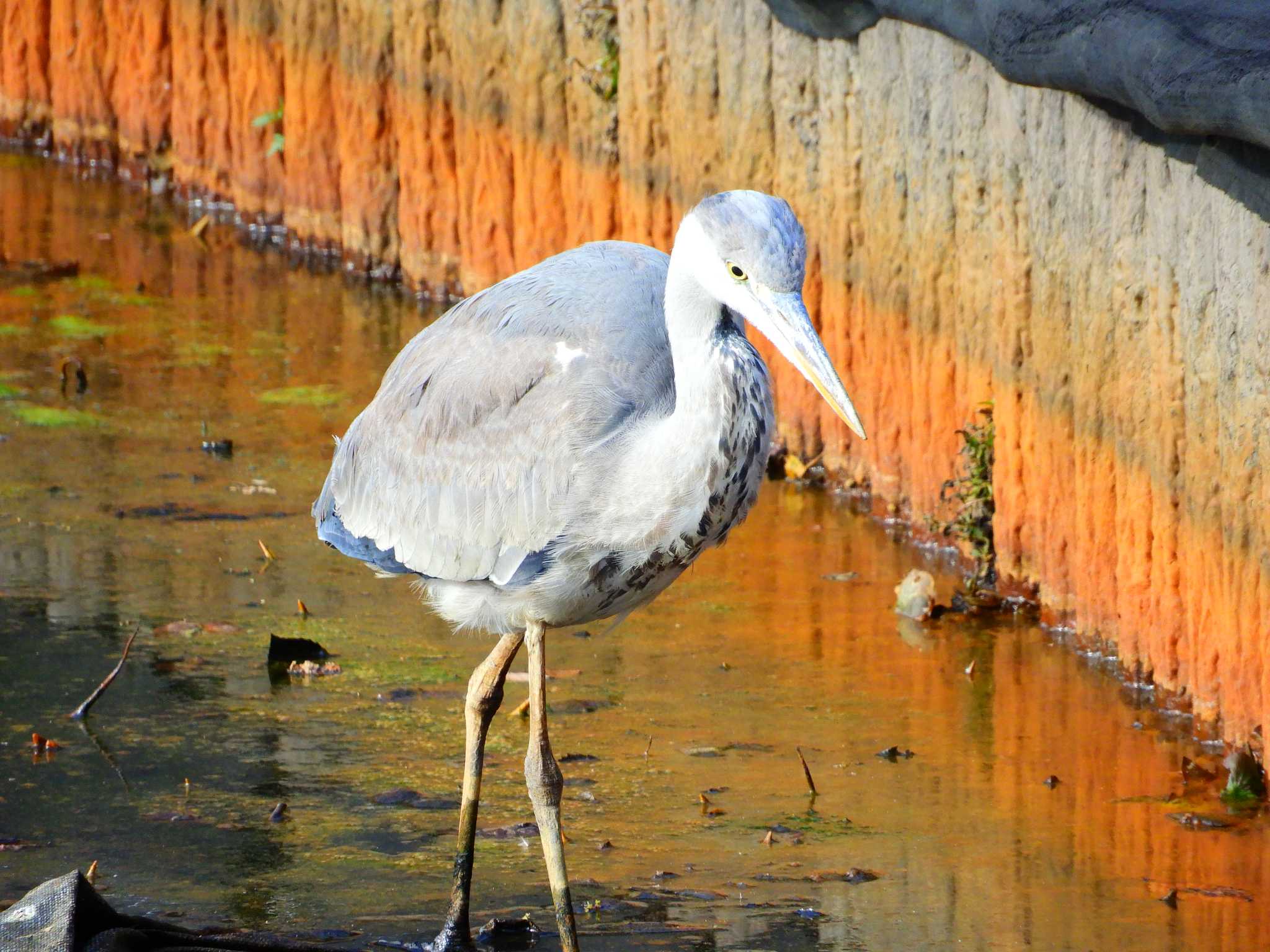 袖ヶ浦公園 アオサギの写真 by alba