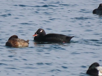 ビロードキンクロ ふなばし三番瀬海浜公園 2023年12月31日(日)