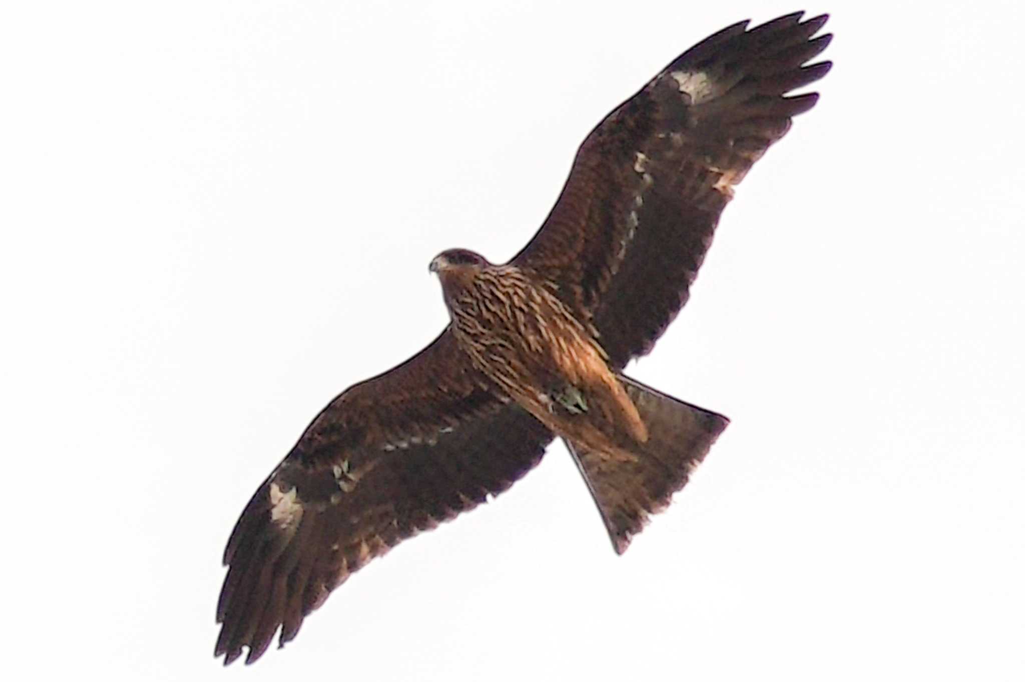 Black Kite