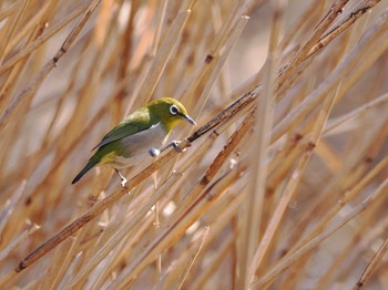 Warbling White-eye まつぶし緑の丘公園 Fri, 1/19/2024